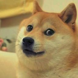 Picture of Doge