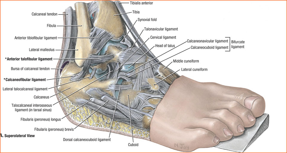 Ankle Joint Ligaments and Physical Therapy