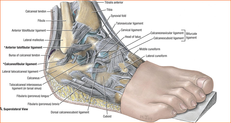 Lateral Ankle Sprain - Motus Physical Therapy