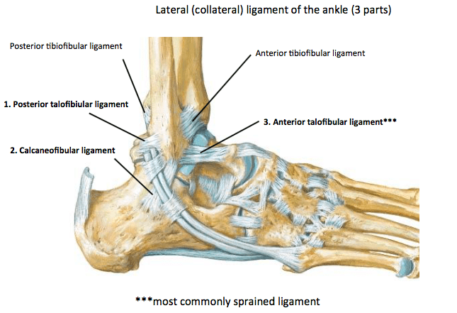 Prehab®️ on X: ANKLE SPRAINS: CAUSES, REHAB, AND TREATMENT STRATEGIES In  this article, you will learn everything you need to know about a lateral ankle  sprain injury and the best ankle sprain