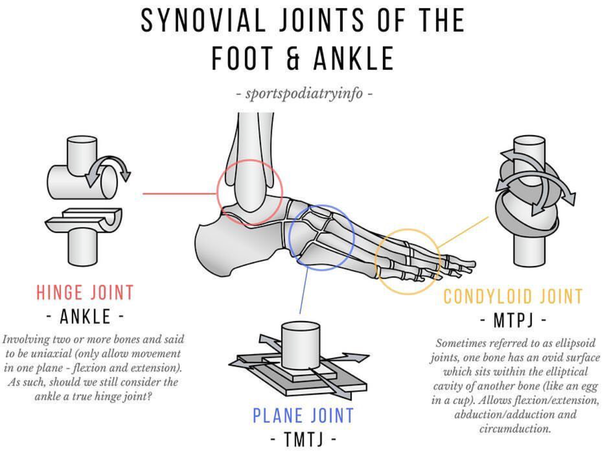 Plane Joint Ankle