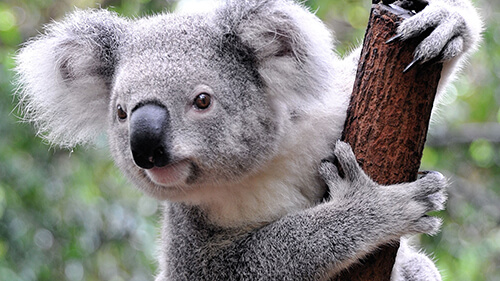 Fluffy cute Koala