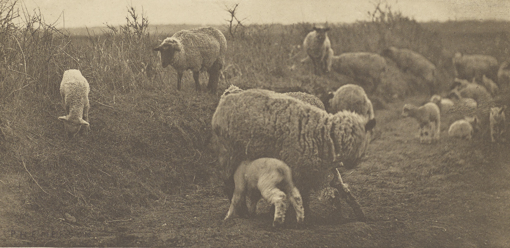 Sheep in a pastoral setting