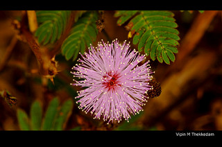 Sparkling Flower