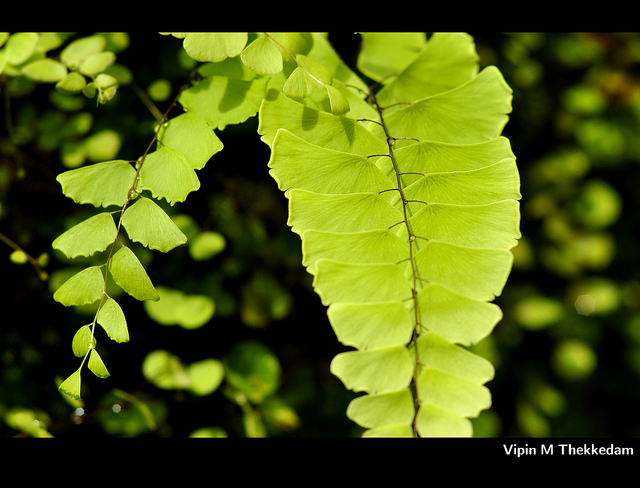 Leaf
